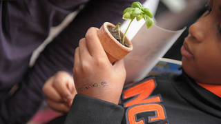 Plants Can Make Some Decisions Better Than Humans